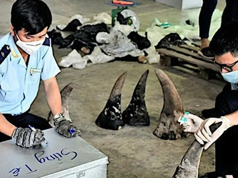 Lập công ty 'ma' để buôn lậu gần 10 tấn ngà voi, xương sư tử, vảy tê tê, sừng tê giác