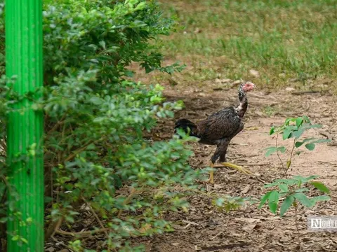 Vườn hoa hơn 50 tỷ đồng ở Hà Nội thành nơi chăn thả gia cầm