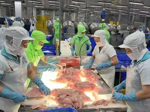 Cá tra lập kỷ lục xuất khẩu