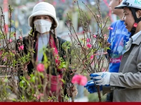 Người Hà Nội háo hức tìm mua đào nở sớm