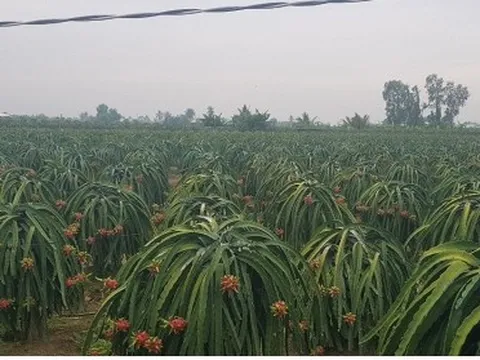 Cuối năm, giá trái thanh long ở Tiền Giang đạt mức kỉ lục, nhà vườn phấn khởi