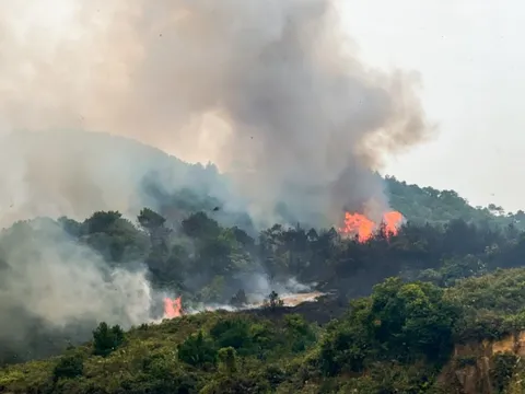 Cháy lớn thiêu rụi nhiều ha rừng