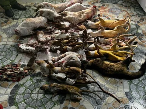 2 phụ nữ gom động vật hoang dã bán cho khách nhậu Tết