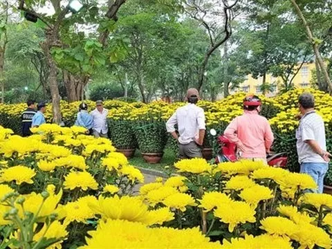 Làng hoa Tết ở Nam bộ: Hối hả chăm cây, hồi hộp ngóng giá