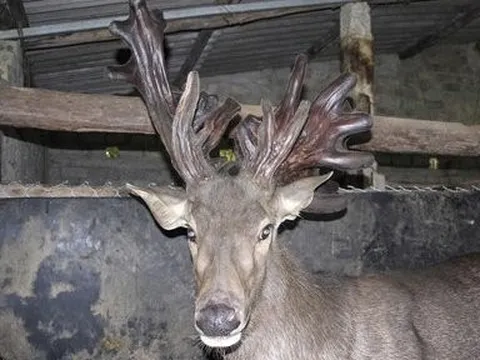 Nghệ An: Nhiều người đổ xô về xem cặp nhung nai “khủng” nặng gần 11kg