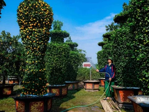 Độc đáo quýt khổng lồ hình cúp vàng World Cup chào Tết Kỷ Mão