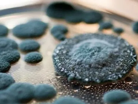 3 loại nấm mốc có thể xuất hiện trong nhà khiến bạn mắc bệnh