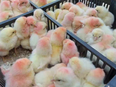 Tiêu thụ thép gặp khó khăn, Hòa Phát đẩy mạnh mảng nông nghiệp khi nhập gần 10.000 con gà giống từ Mỹ