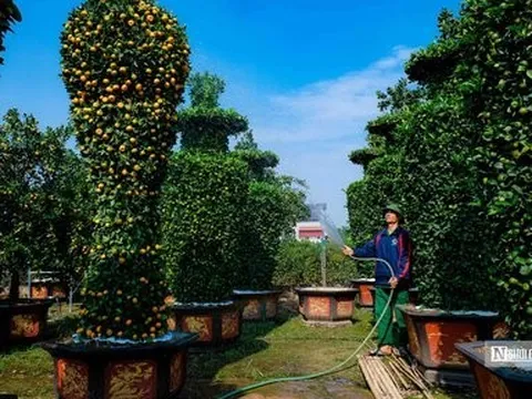 Độc đáo quýt khổng lồ hình cúp vàng World Cup chào Tết Quý Mão