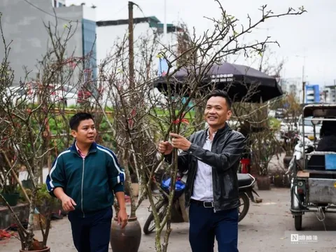 Hoa rừng xuống phố Hà Nội, giá cao vẫn hút khách sắm Tết sớm