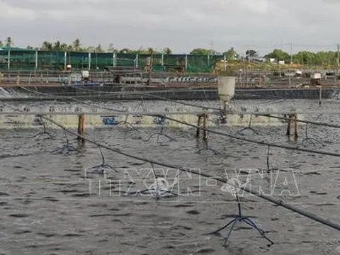 Người nuôi phấn khởi khi giá tôm nguyên liệu tăng cao sát Tết