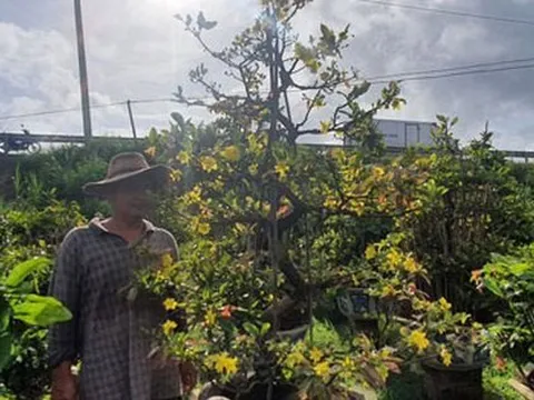 Người trồng mai ở miền Trung như ngồi trên lửa