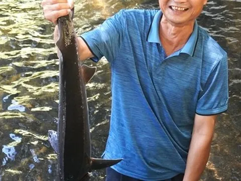 Vua cá tầm trên đỉnh Pù Rinh