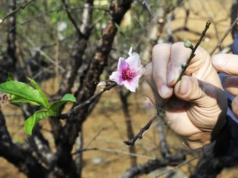 Hoa đào năm nay nở chậm, chủ vườn tư vấn cho khách cách chọn cây ưng ý chơi Tết