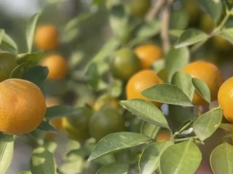 Quất Tứ Liên vào vụ Tết, nông dân phấn khởi vì được giá