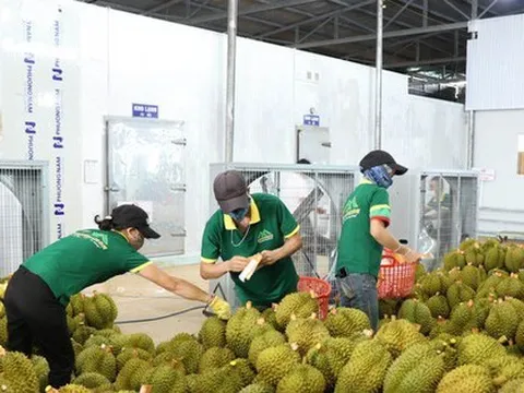 Sầu riêng sang Trung Quốc tăng hơn 4.000% chỉ trong một tháng