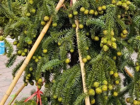 Cành thông tươi trĩu quả, giá siêu rẻ tràn ngập vỉa hè Hà Nội