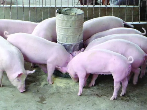 Chi phí đầu vào gây khó khăn đối với ngành chăn nuôi