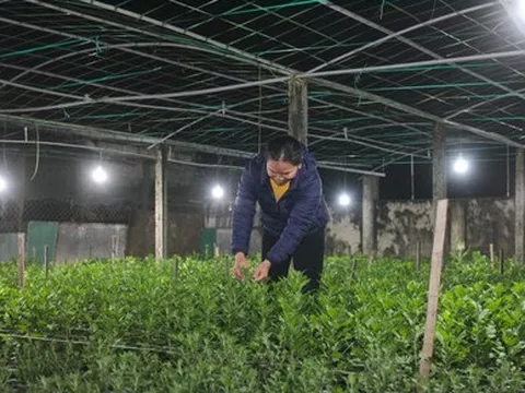 Để hoa Tết 'không ngủ'