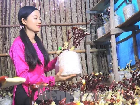 Độc lạ chậu bonsai nấm linh chi chơi Tết