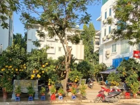Đào, quất, bưởi Tết giá trăm triệu đồng xuống phố Hà Nội