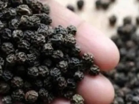 Việt Nam đứng đầu thế giới về xuất khẩu hồ tiêu