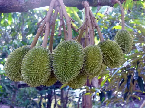 Trung Quốc cấp 5 mã số vùng trồng sầu riêng Bình Phước