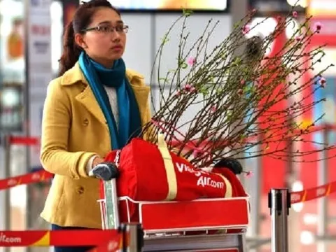 Đào, mai, quất... 'bay' Hà Nội - TP.HCM đón Tết Nguyên đán: 500.000 đồng/bó