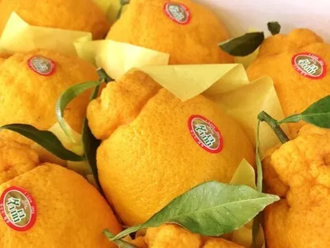 Táo ngôi sao lạ mắt, quýt 300.000 đồng/quả dịp Tết