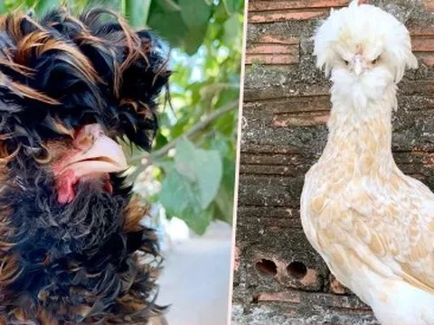 Quà biếu Tết siêu độc dị: Gà sư tử Ba Lan giá gần chục triệu đồng