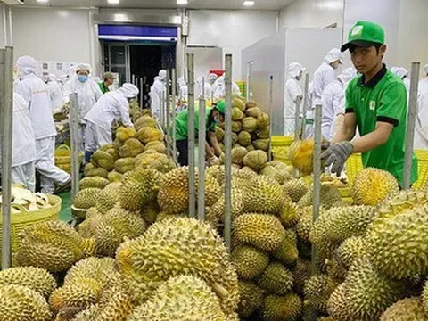 Khuyến cáo người dân, doanh nghiệp không chạy theo 'cơn sốt' sầu riêng