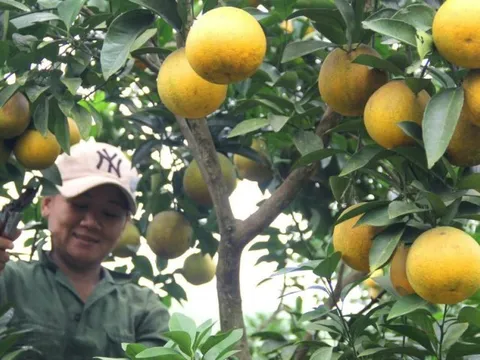 Nghệ An: Cam Vinh “trúng giá”, nhiều người dân chờ bán dịp Tết