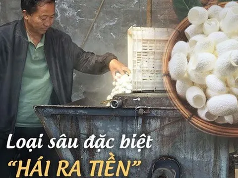 Một thị trấn ở Trung Quốc dùng loại "sâu đặc biệt" để hái ra tiền