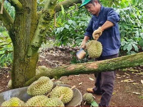 Diện tích tăng quá nóng, sầu riêng có thể thành sầu chung