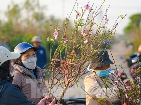 Đào nở sớm, bắt đầu xuống phố đón Tết Dương lịch
