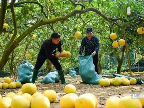 Thủ phủ bưởi Diễn tất bật thu hoạch phục vụ Tết Nguyên đán 2023