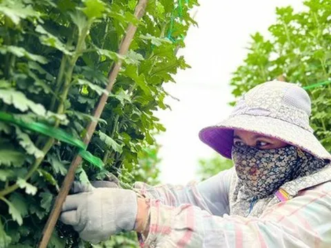 Hàng trăm nghìn chậu hoa cúc Tết ở Quảng Ngãi chưa nở đã được mua sạch tại vườn