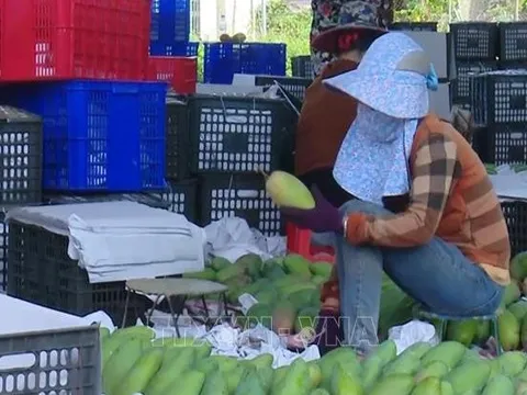 Việt Nam là thị trường cung cấp xoài lớn thứ 3 cho Hàn Quốc