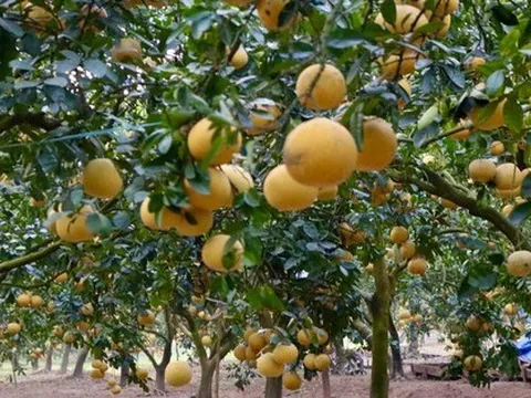 Hà Nội: Thủ phủ bưởi Diễn bội thu vụ Tết