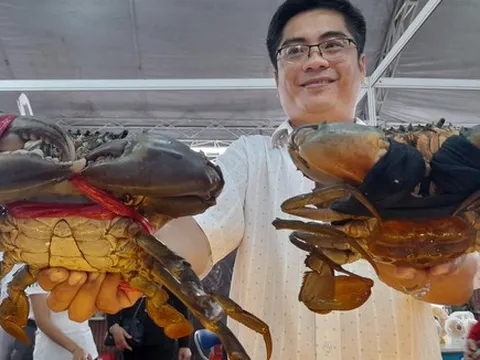 Trao giải thưởng cho cua biển lớn nhất Cà Mau nặng gần 1,5kg