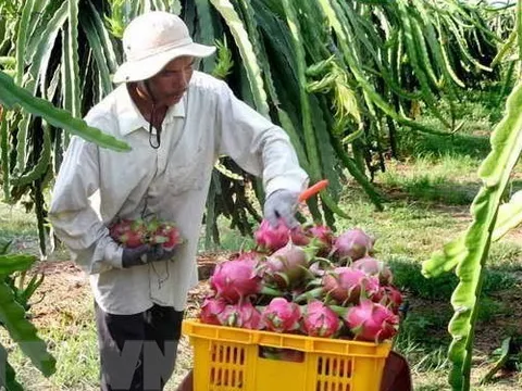 Thanh long trái vụ có giá cao gấp 3 lần
