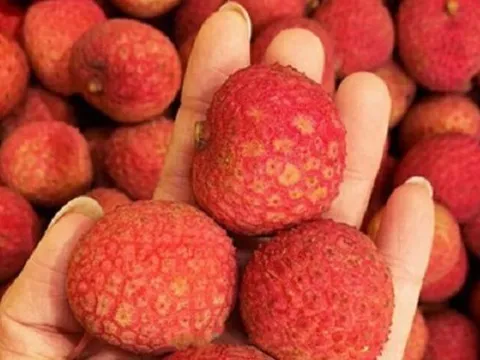 Vải thiều 'đi máy bay' từ Úc về Việt Nam, giá 1,3 triệu đồng/kg