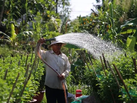Các làng hoa ở miền Tây tăng sản lượng, kỳ vọng bội thu mùa Tết