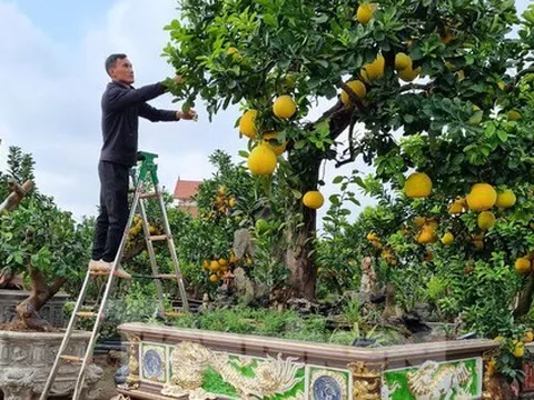 Ngắm cây bưởi trăm tuổi có chậu dát vàng ở Hưng Yên, khách trả nửa tỷ đồng chưa bán