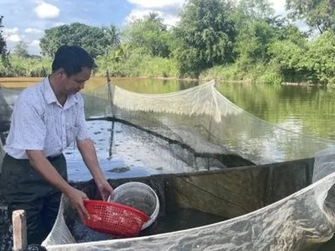 Gia Lai: Nông dân đổi đời nhờ nuôi cá giống