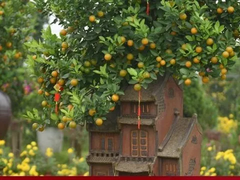 Khách săn mua quất bonsai dáng độc, giá tiền triệu chơi Tết
