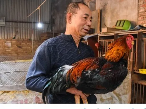 Đặc sản gà Hồ "tiến vua" khan hàng dịp Tết