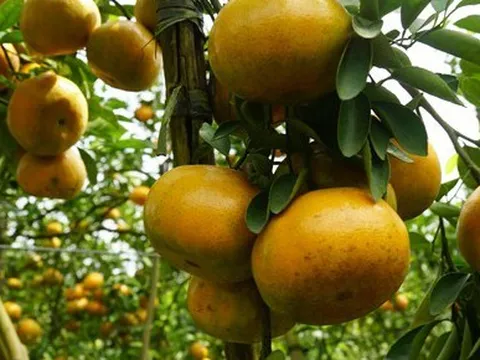 5.000 tấn quýt hồng khoe sắc vàng rực phục vụ Tết