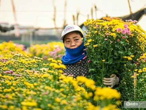 Hoa Tây Tựu đắt khách, hàng không đủ bán Tết