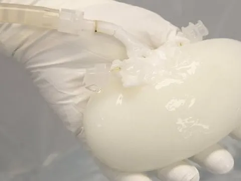 Mỹ: Hóa kiếp gan heo để cấy ghép cho người